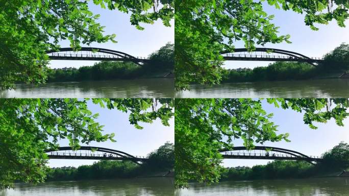 枫杨树的河边 桥上两人骑车经过