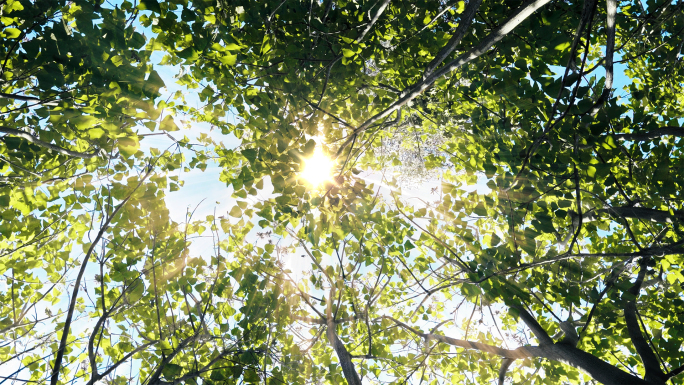 夏天阳光穿过树叶清新空镜