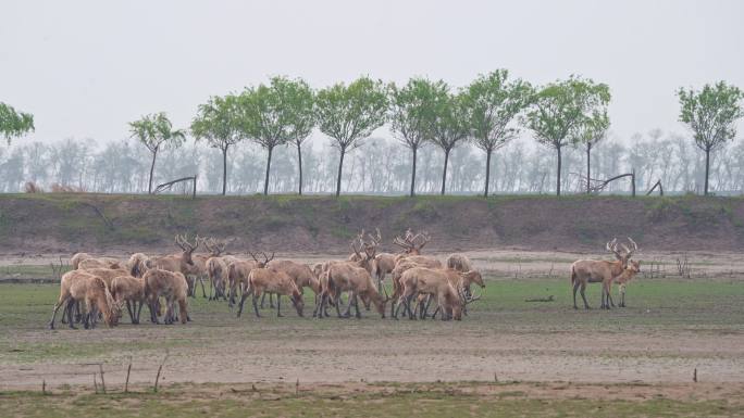 成群的大丰野麋鹿在草地上进食