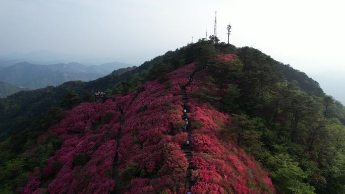 龟峰山杜鹃花，大别山航拍