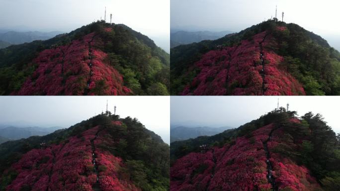 龟峰山杜鹃花，大别山航拍