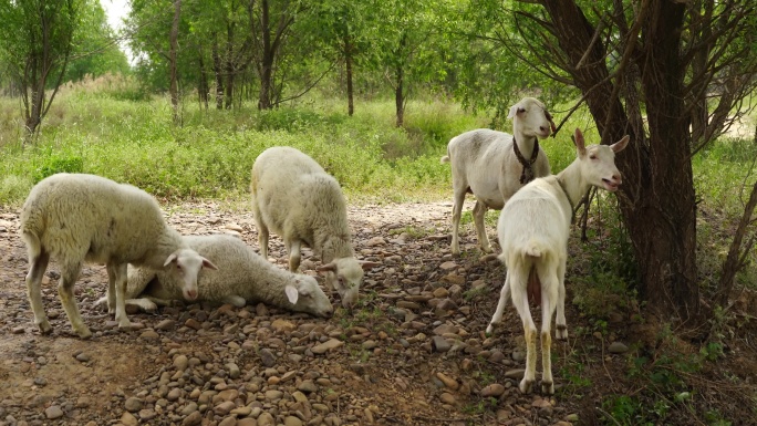 乡村牧羊 放羊 羊吃草