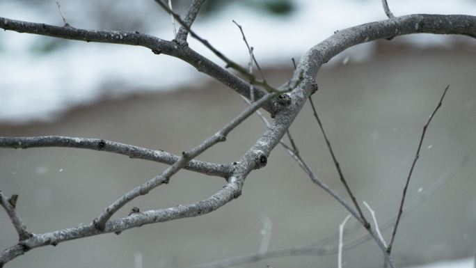 冬季冬天下雪树枝树叶积雪