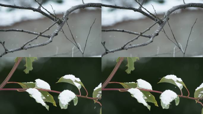 冬季冬天下雪树枝树叶积雪