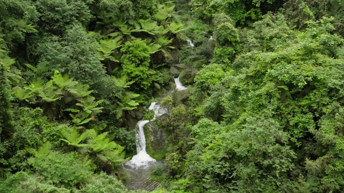 航拍四川野生原始桫椤树小小溪山林