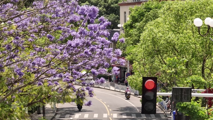 蓝花楹航拍红绿灯大街道空境车流视频城市