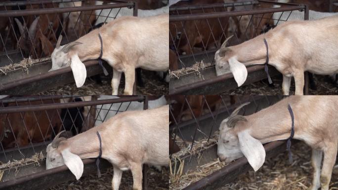 4K羊在农场里进食