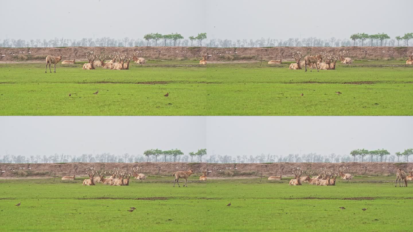 成群的大丰野麋鹿在草地上进食