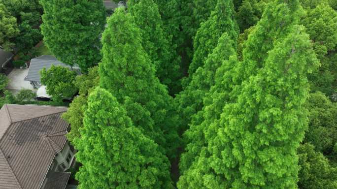 水杉林荫大道