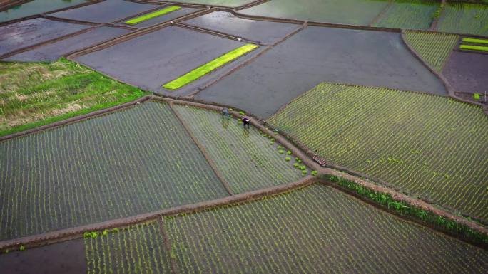 航拍农民在水稻田里插秧