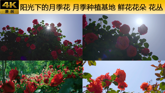 月季花海 阳光下的月季花 花朵鲜花 花丛