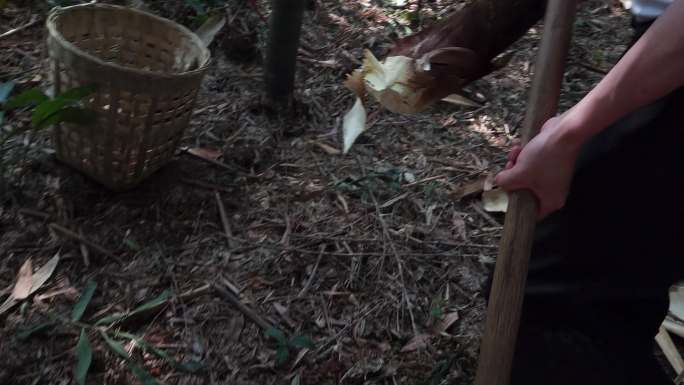 竹林中锄头挖竹笋村屋前的油菜花丛