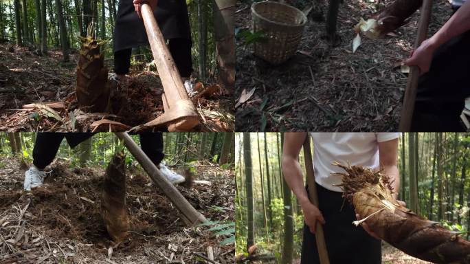 竹林中锄头挖竹笋村屋前的油菜花丛