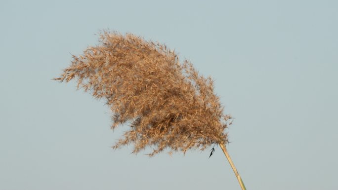 秋天河边芦苇慢镜升格实拍