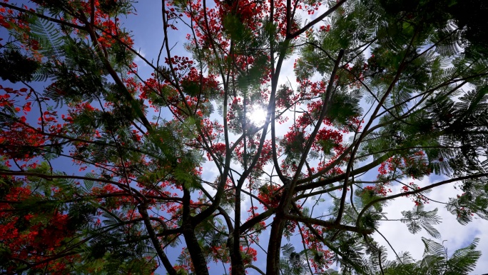 凤凰树花开季节