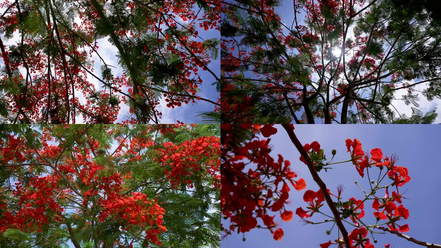 凤凰树花开季节