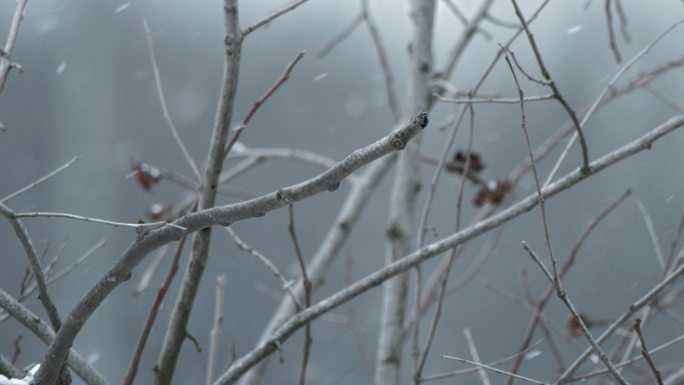 冬天冬季下雪飘雪树脂实拍空镜