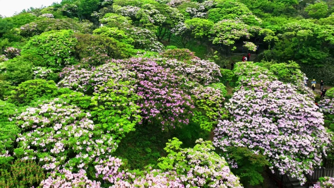 天台山华顶云锦杜鹃