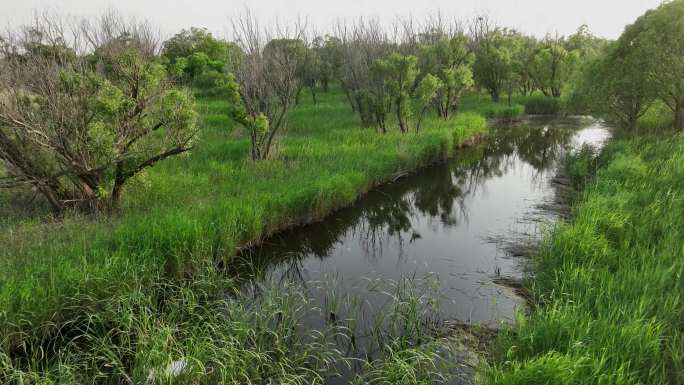 【4K】东营黄河保护区柽柳林芦苇夏季航拍