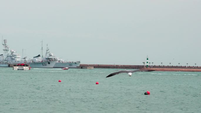 海鸟海鸥4k升格飞翔合集阴天青岛