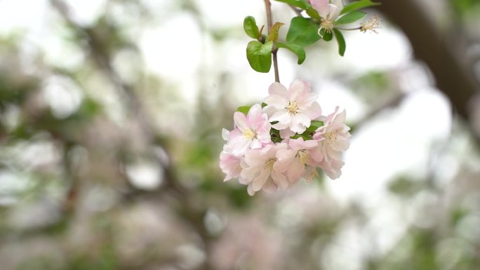 贴梗海棠花园林风景风光