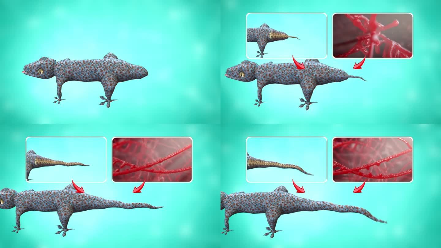 红蛤蚧 断尾再生的动画