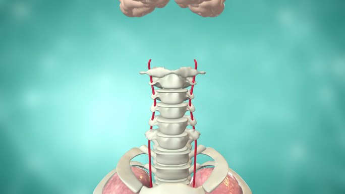 椎动脉位置