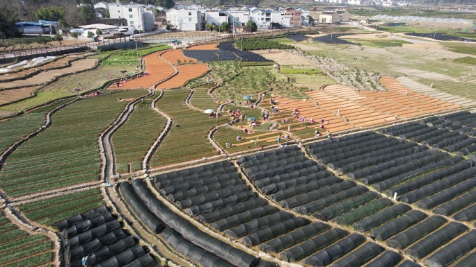 福建宁德福安甘棠镇茶苗繁殖基地航拍