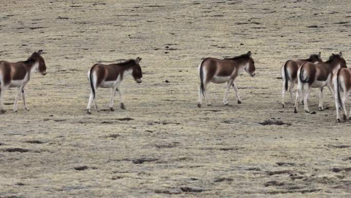 藏野驴  国家二级保护动物