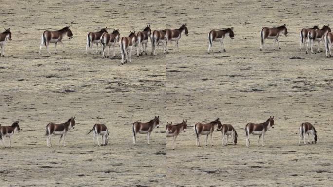 藏野驴  国家二级保护动物