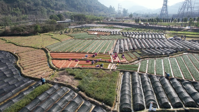 福建宁德福安甘棠镇茶苗繁殖基地航拍