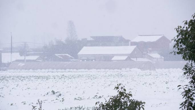 冬天冬季农村乡村鹅毛大雪白雪皑皑