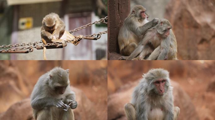4K猕猴猴子视频素材