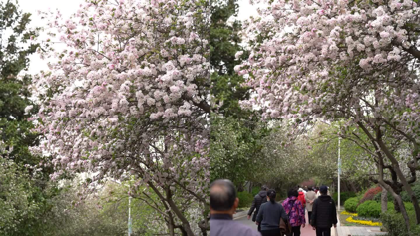 贴梗海棠花园林风景风光