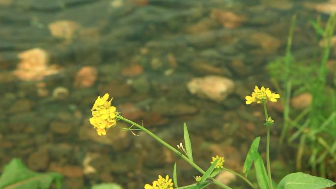 婺源小桥流水油菜花