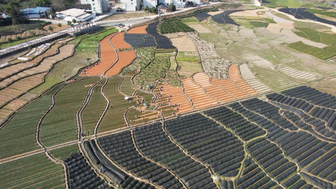 福建宁德福安甘棠镇茶苗繁殖基地航拍