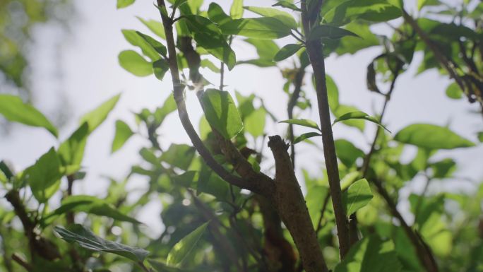 逆光 写意 夏至 大太阳