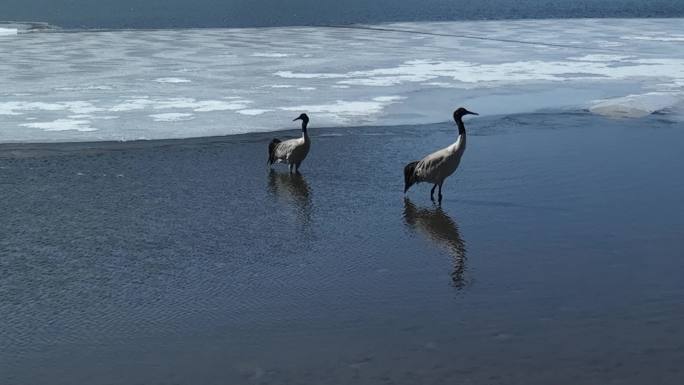 黑颈鹤 野生动物