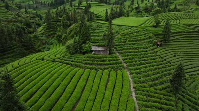 美丽四川茶山航拍风景绿茶基地