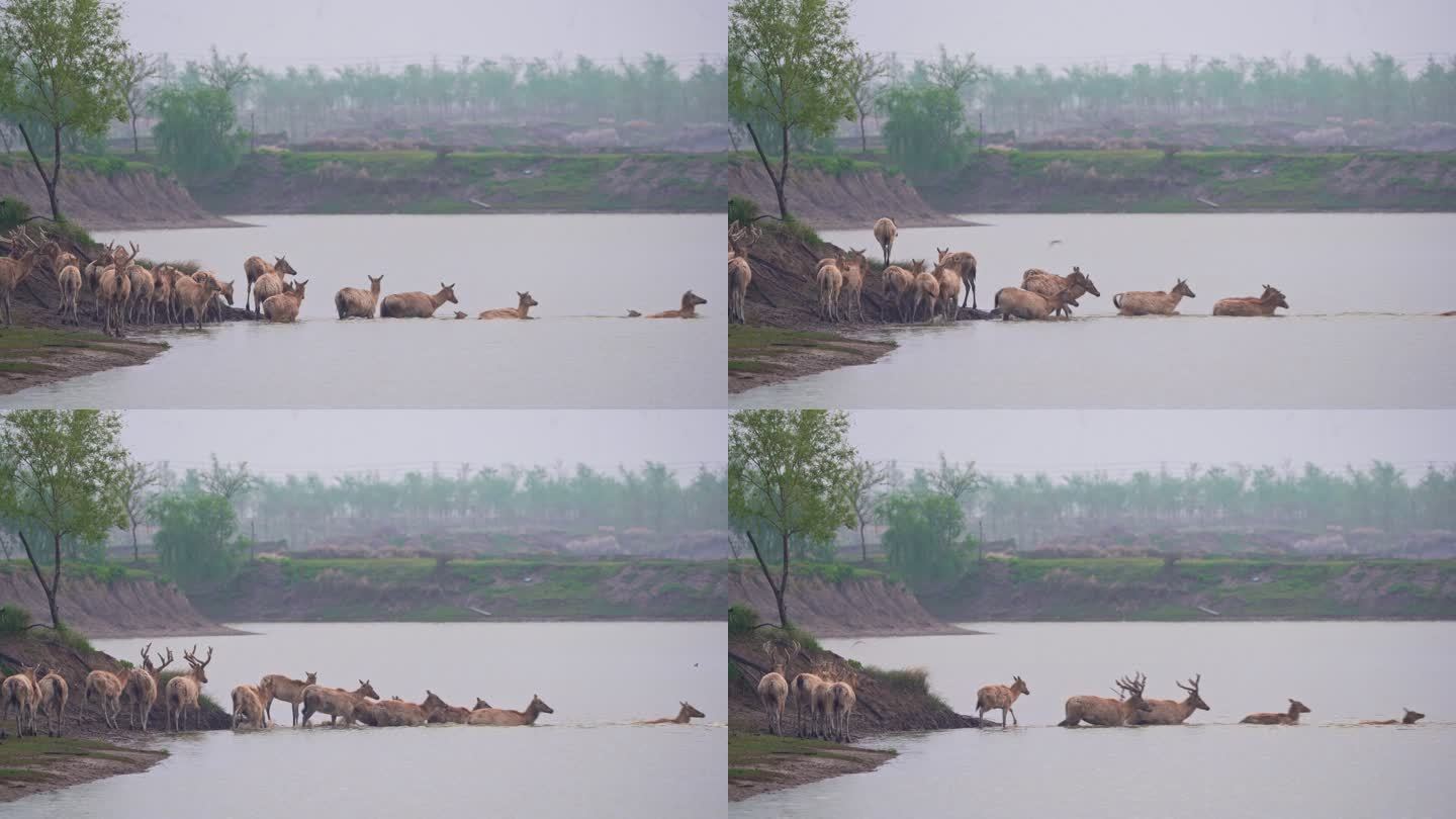 超长焦拍摄成群的大丰野生麋鹿渡河
