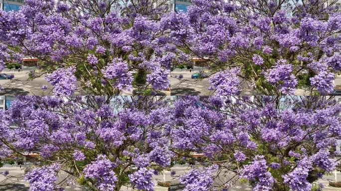 蓝花楹航拍盛开大街道空境实拍视频特写城市