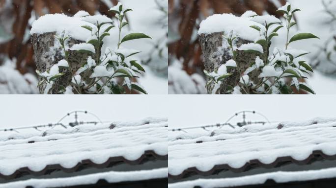 冬天冬季下雪飘雪树桩积雪实拍