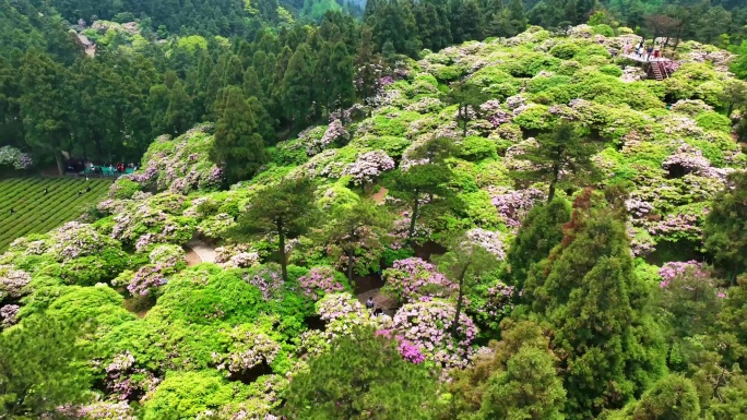 天台山华顶云锦杜鹃