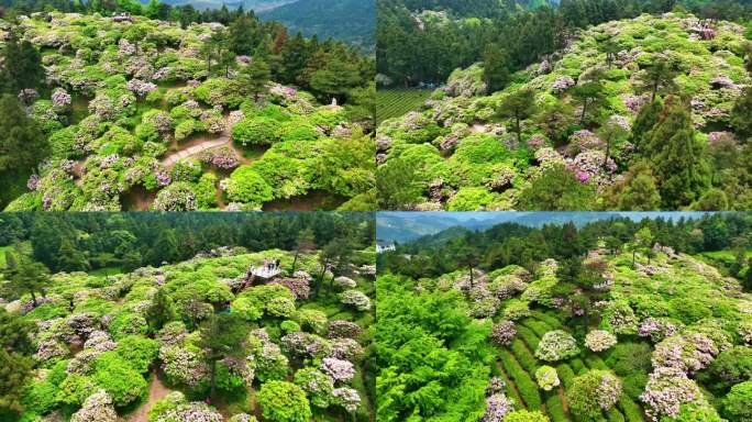 天台山华顶云锦杜鹃