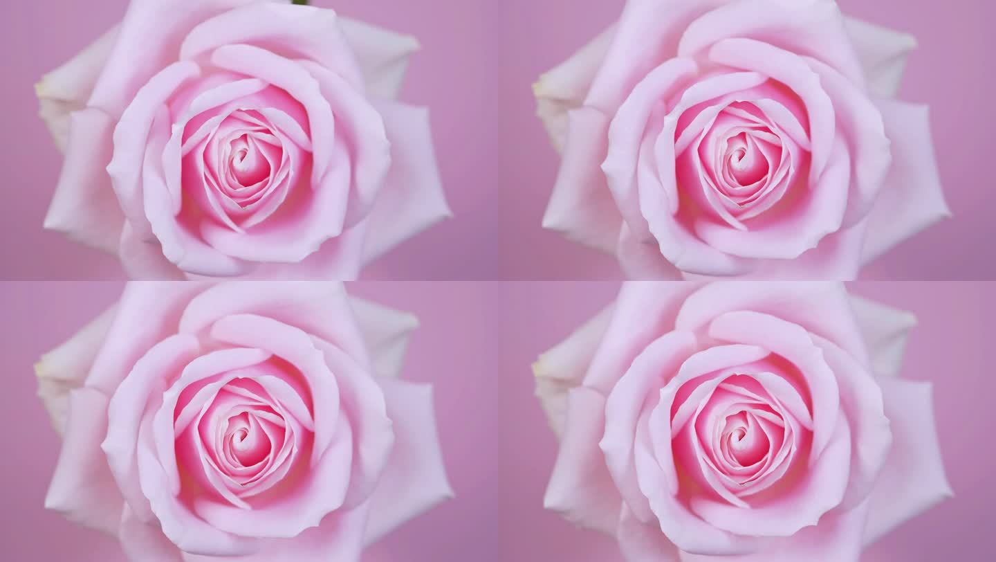 粉色玫瑰花开