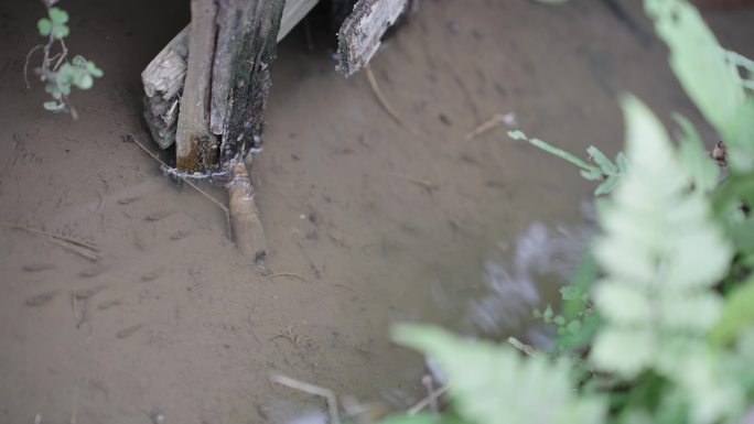 【4K正版】农村小溪里的小鱼