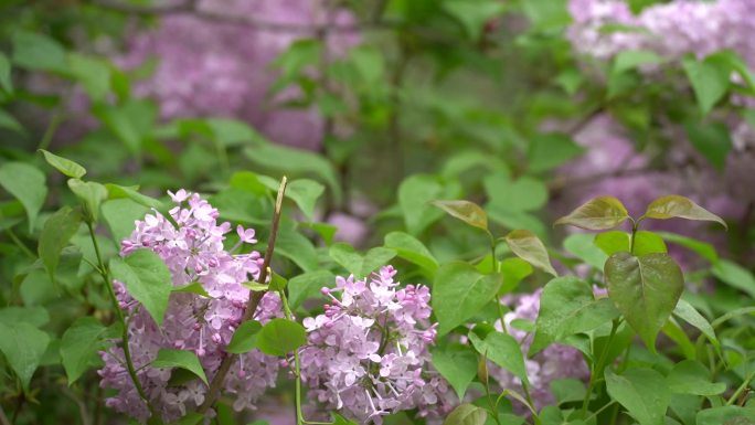 紫丁香花园林风景风光