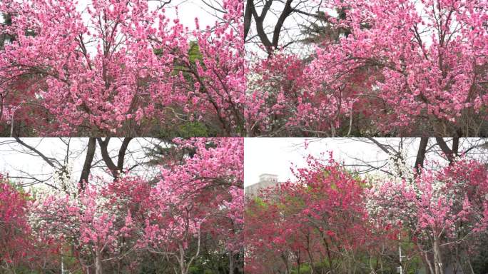 桃花盛开园林风景风光