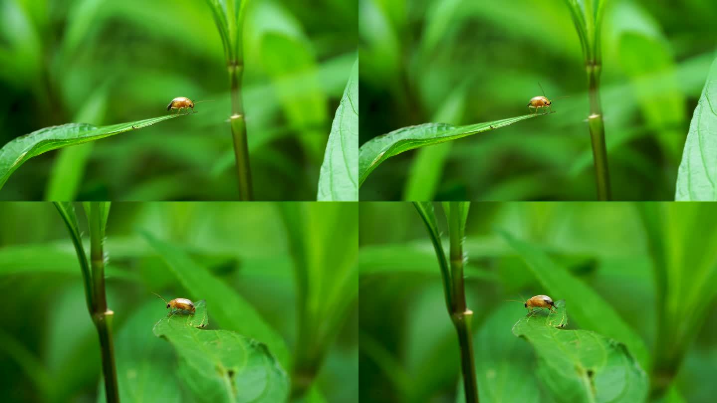 绿叶上的小甲虫