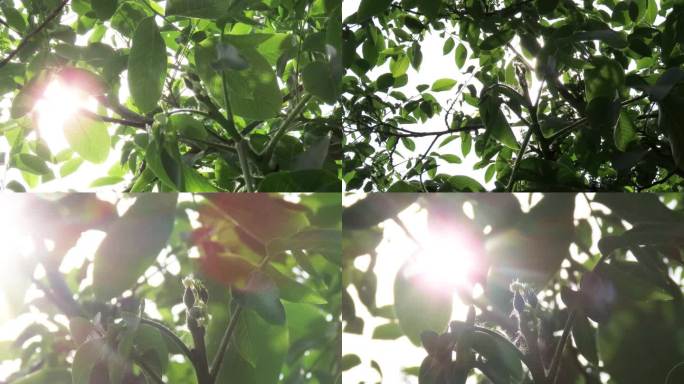 夏日阳光照射核桃树林